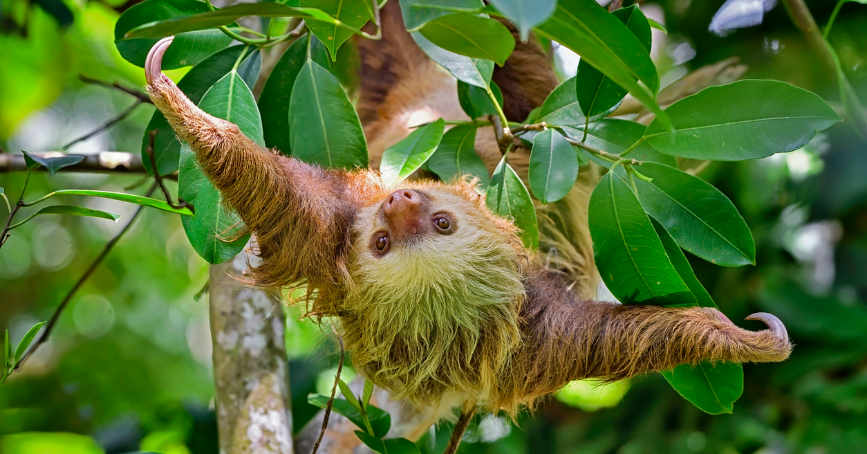 Sloth