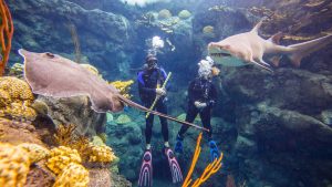 Tampa Marriott Water Street attraction, The Florida Aquarium, scuba divers in a reef tank with a shark and sting ray